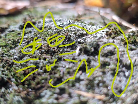 a macro picture of a lichen on a rock with a green cat-doodle on it. clearly done on a phone