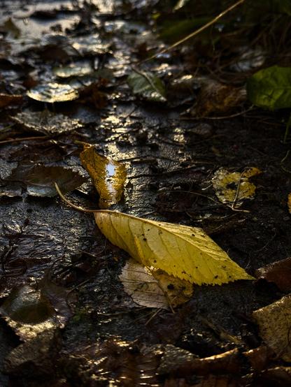 Wet fallen leaves on a wet path, lit by low sunlight, which at least gives a golden tint to the dank damp scene.
