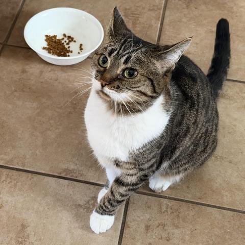 Brown & white Tabby on the kitchen floor, coiled like a steel spring, eyes focussed, ears back