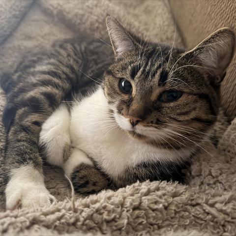 Adorable brown & white Tabby curled up beside me on the couch