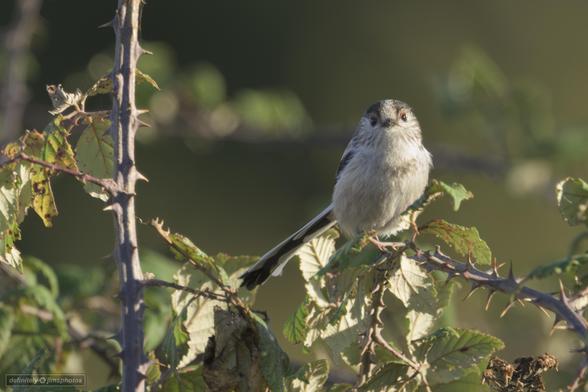 A small bird with a long tail sat in a blackberry bush