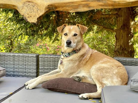 A gold and white dog, a red heeler mix, is lying outside on the pillows of the couch looking directly at the camera. Above her is a hanging wooden sculpture and behind her is a multitude of greenery.