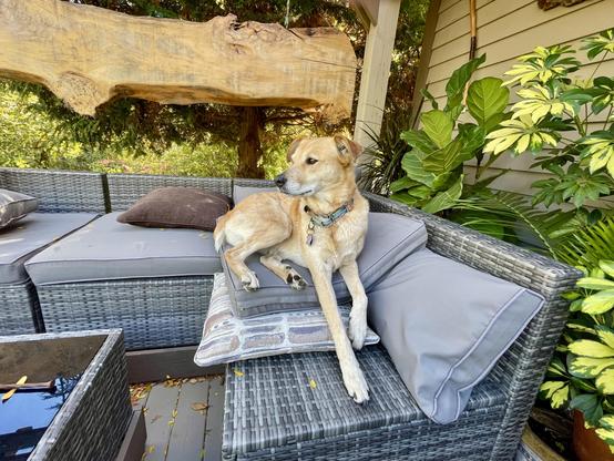 A gold and white dog, a red heeler mix, is lying outside on the pillows of a couch looking to the side. Behind her is a hanging wooden sculpture and there is a multitude of greenery to her other side and behind her.