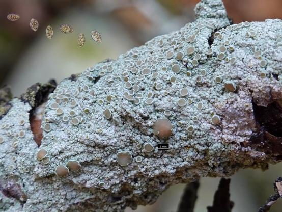 A grey crustose lichen with light-brown, white rimmed apothecia (fruiting bodies) on a small twig.
In addition to the lichen, this photo shows six spores from an apothecium, which were captured with a microscope camera and inserted into the photo.