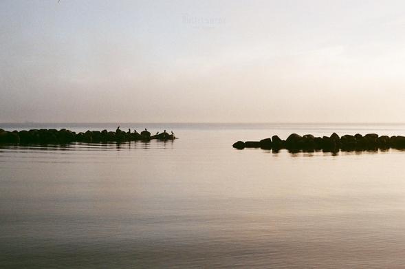 Colour film photo of the Baltic Sea at Schilksee in a very calm state, with breakwaters left and right, on which birds are perching, in soft morning light