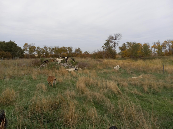 A grassy area with a junk and rock pile covered with goats happily eating.  The sky is cloudy, and there are lots of fall yellow and orange scrubby trees in the background.