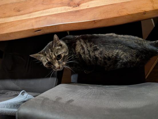 Luna, eine getigerte Katze, steht auf einem Sessel, der an einem Esstisch steht. Sie schaut mit großen Augen fragend nach oben zur Kamera.
