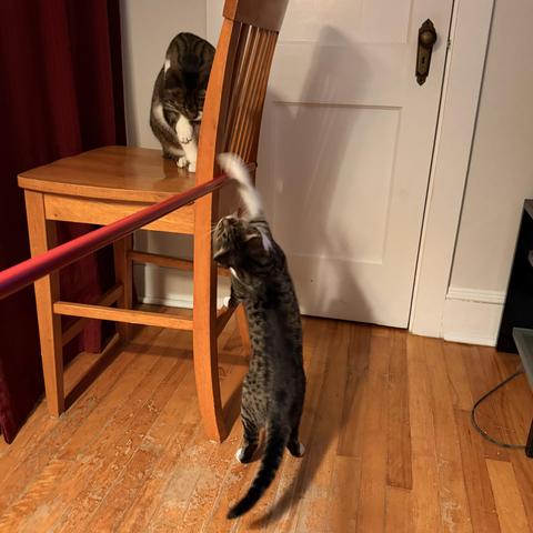 Brown & white Tabby siblings playing with a broomstick that they somehow don’t associate with the jerk wielding it
