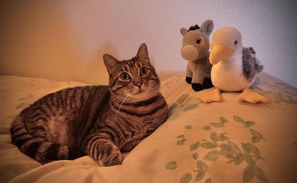 On a light-coloured blanket, a relaxed brown tabby gazes outward.  To its right sit a small grey donkey plush toy with a seagull plush toy.