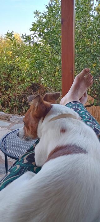Jack Russel sitting on my lap, resting between patrols.