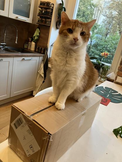 Kater setzt sich auf sein Paket