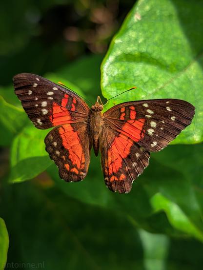Anartia amathea, the brown peacock, is a species of nymphalid butterfly. The butterfly's wings display a striking pattern featuring deep chocolate-brown or black margins contrasted with vivid, bright red bands across both the forewings and hindwings. The outer borders and tips of the wings are dotted with distinct white or pale spots.

Anartia amathea is native to Central and South America. This one lived in the butterfly garden in Vienna.