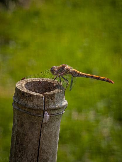 A dragonfly perched on the top edge of a weathered bamboo pole. The dragonfly has a slender, segmented body featuring brownish and yellowish tones with dark rings along the abdomen. 

Its translucent wings with delicate venation are folded back alongside its body, and its large compound eyes are visible on its head.

The background consists of a soft-focus, vibrant green out-of-focus lawn, which creates a bokeh effect and makes the dragonfly and pole stand out.