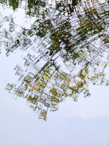 An abstract view of natural foliage reflected upon a rippled water surface. 

The pattern distorts the image, breaking the shapes of tree branches and foliage into tiny, glass-like squares ripples. This creates a mosaic effect across the central and upper portions of the photo.

The image is dominated by light, neutral tones in the background, contrasting with muted dark green, brown, and golden tones forming the reflection.