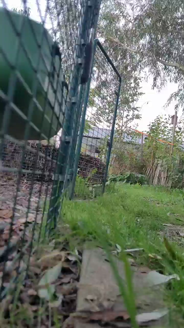 Filmpje van 4 loopeenden (3 witte en 1 bruine) die naar hun ren komen lopen om te eten