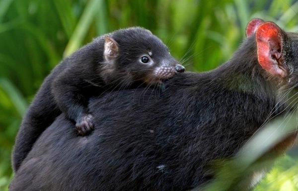 A tiny Tasmanian devil joey clings tightly to the dark fur on its mother's back against a lush green backdrop.