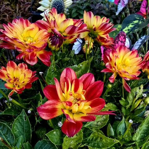 A ring of red and yellow dahlia flowers