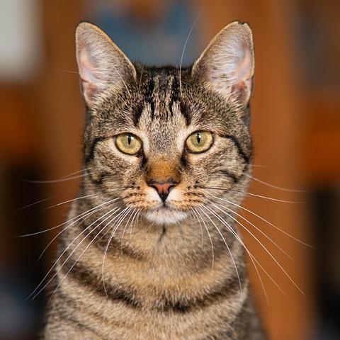 Portrait des Kopfes einer getigerten Katze. Sie hat leicht grünliche Augen.