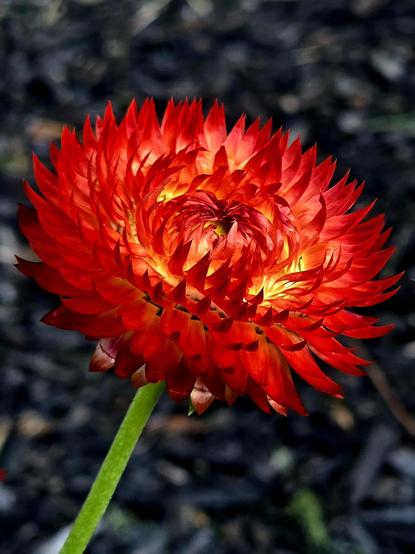 A spiky intense red flower with equally intense yellow coming from within