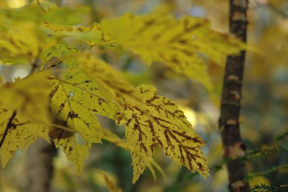 In a shaded forest. Closeup of lemon-yellow maple leaves. The veins of the leaves are red.