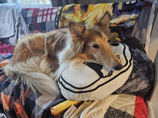 Boomer the collie is laying on the couch, propped up on a pile of blankets and Star Wars themed pillows. She's very floofy and very very comfy.