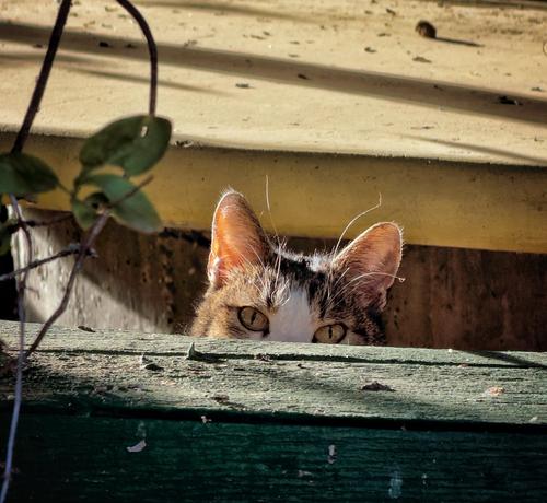 Ein getigerter Kater mit weißer Gesichtszeichnung lugt hinter einer verwitterten, dunkelgrünen Holzplanke hervor. Nur seine gelbgrünen Augen, die aufgerichteten Ohren und einige Schnurrhaare sind zu sehen. Warmes Sonnenlicht lässt die Ohren rötlich leuchten. Im Hintergrund eine beige Hauswand mit Fensterbank, links ranken grüne Blätter ins Bild.