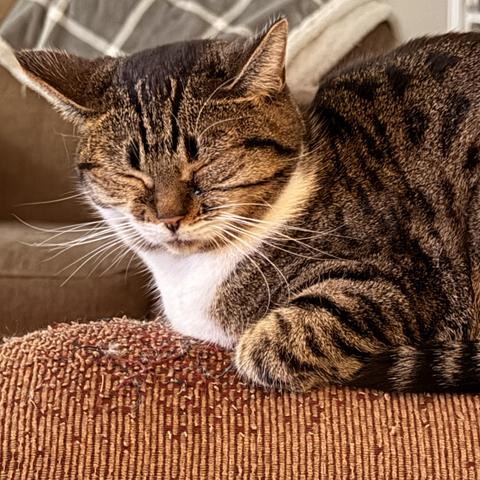 Sleeping brown & white tabby