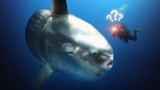 A scuba diver with a flashlight swims next to a colossal ocean sunfish, also known as a Mola mola, floating in deep blue water with illustrated white question marks hovering overhead.