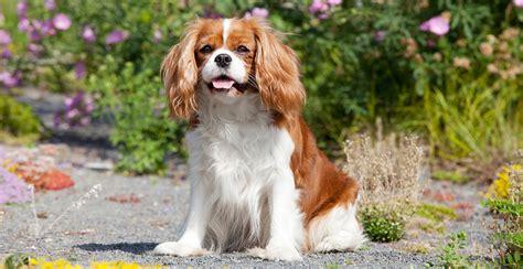 A Cavalier King Charles Spaniel, a smallish red and white dog with long luxurious shiny hair and a cute little face.