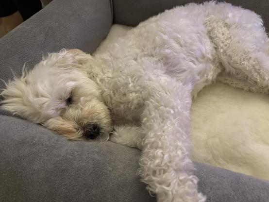Fluffy near-white dog snoozing in a grey bed