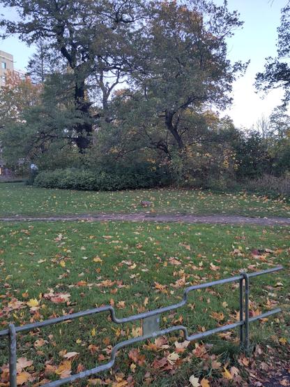 Foto von einem kleinen Park. Etwa 10 Meter entfernt sitzt im Rasen ein Feldhase und mümmelt gemütlich vor sich hin.