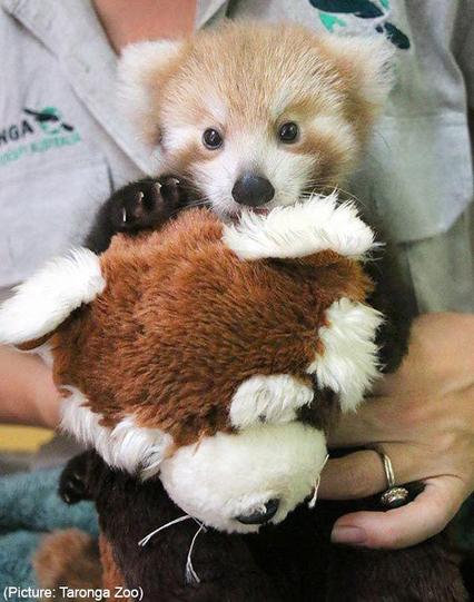 A random red panda picture