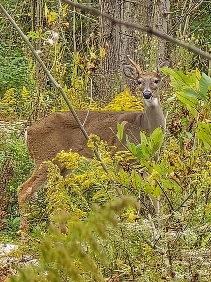 A one antlered buck in the woods surrounded by yellow goldenrod flowers
