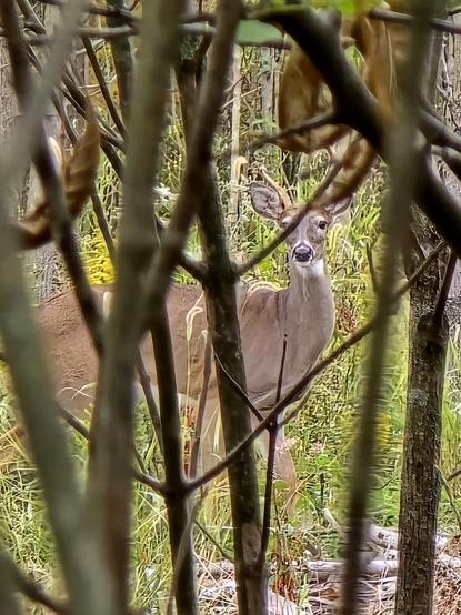 A one antlered buck in the woods behind many branches
