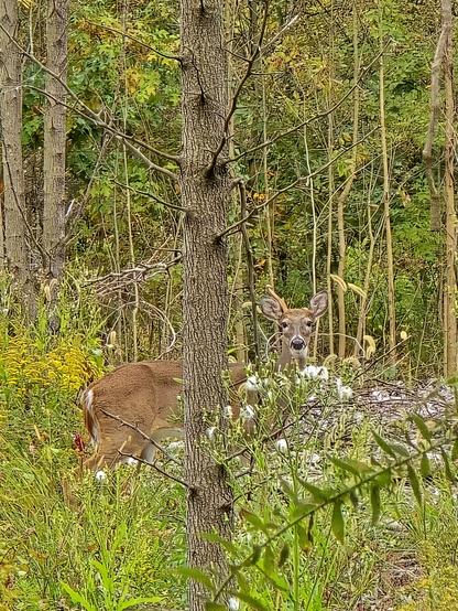 A one antlered buck in the woods surrounded by yellow goldenrod flowers and other brush. He is partially behind a tree.