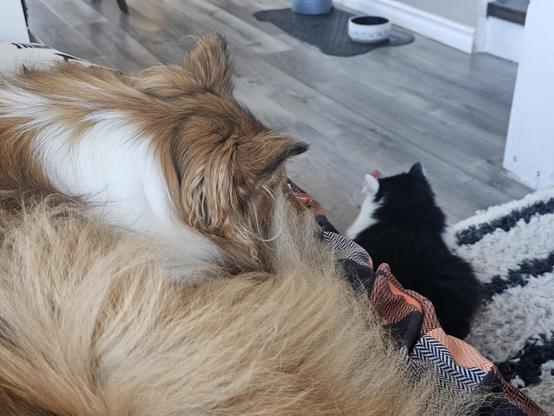 Boomer the collie is curled up on the couch, tucked into her own floof. Oy the kitten is stretched out on the floor in front of her.