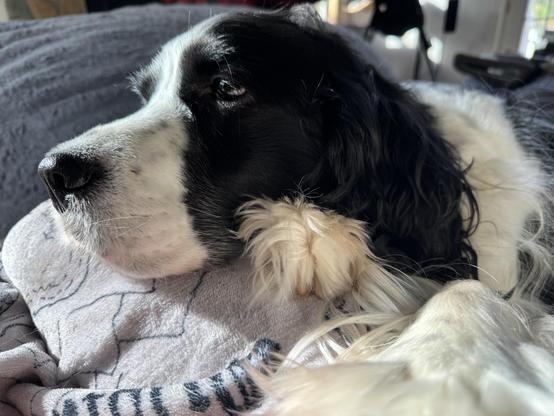 Close up of springer spaniel head resting on his paws on my leg is pretty cute