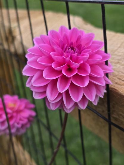 Vibrant pink dahlia flower, a wire and wood fence, and grass behind