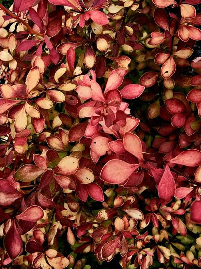 Barberry leaves in autumn. Red and mellow yellow