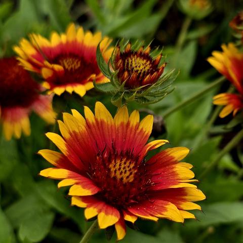 Red flowers with yellow tipped petals. Arizona Sun Blanket flowers