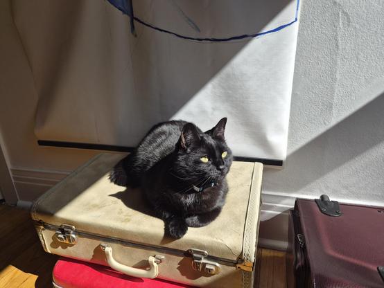 Quasar the all black cat is brightly illuminated by a sunbeam as she sits in a quiescent manner atop 2 stacked suitcases
