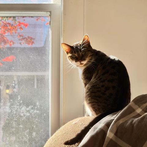 Brown & white Tabby sitting on the back of an armchair by a window, looking back over her shoulder at me