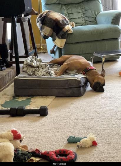 Brown dog in a rectangular bed with side bolsters sleeping with her head hanging out of the bed and her nose and mouth resting on the floor.