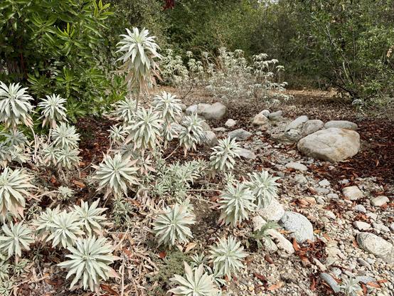 Pale silvery White Sage grows among rocks and brown leaf litter, surrounded by green shrubs.