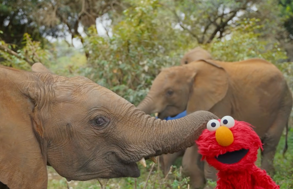 A young orphaned elephant playfully extends its trunk toward a smiling Elmo puppet amidst lush green trees at the Sheldrick Wildlife Trust.