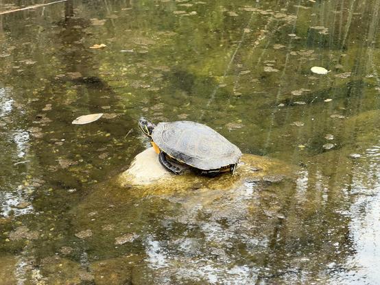 A turtle with a dark shell and yellow markings rests on a tan rock in shallow, leaf-strewn water.