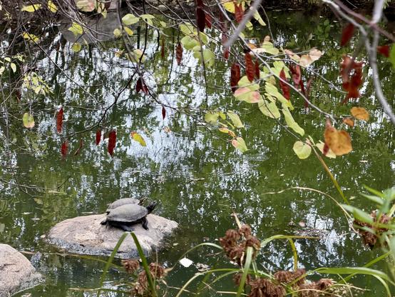 Two turtles resting on a rock in a pond, framed by branches with green and red leaves reflecting in the water.