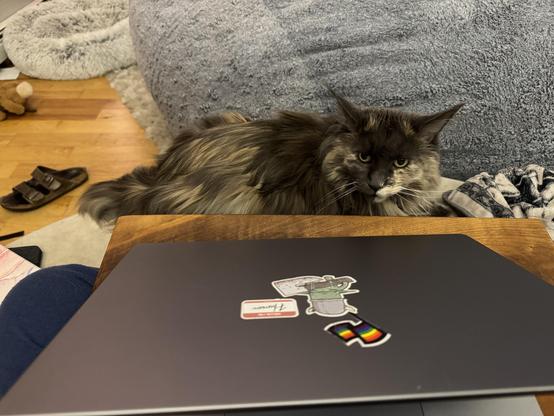 First person perspective photo. My lapdesk with laptop are at the bottom of the frame. The fluffy cat is lying along the far edge. You can’t tell, because she’s so large, but she’s laying on my leg.