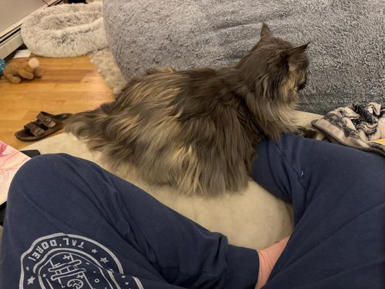 The same view but i have remove the lap desk and not you can see my legs, except the bit that’s still under cat.