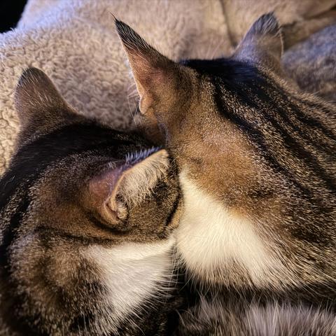 Brown & white Tabby siblings asleep on my lap